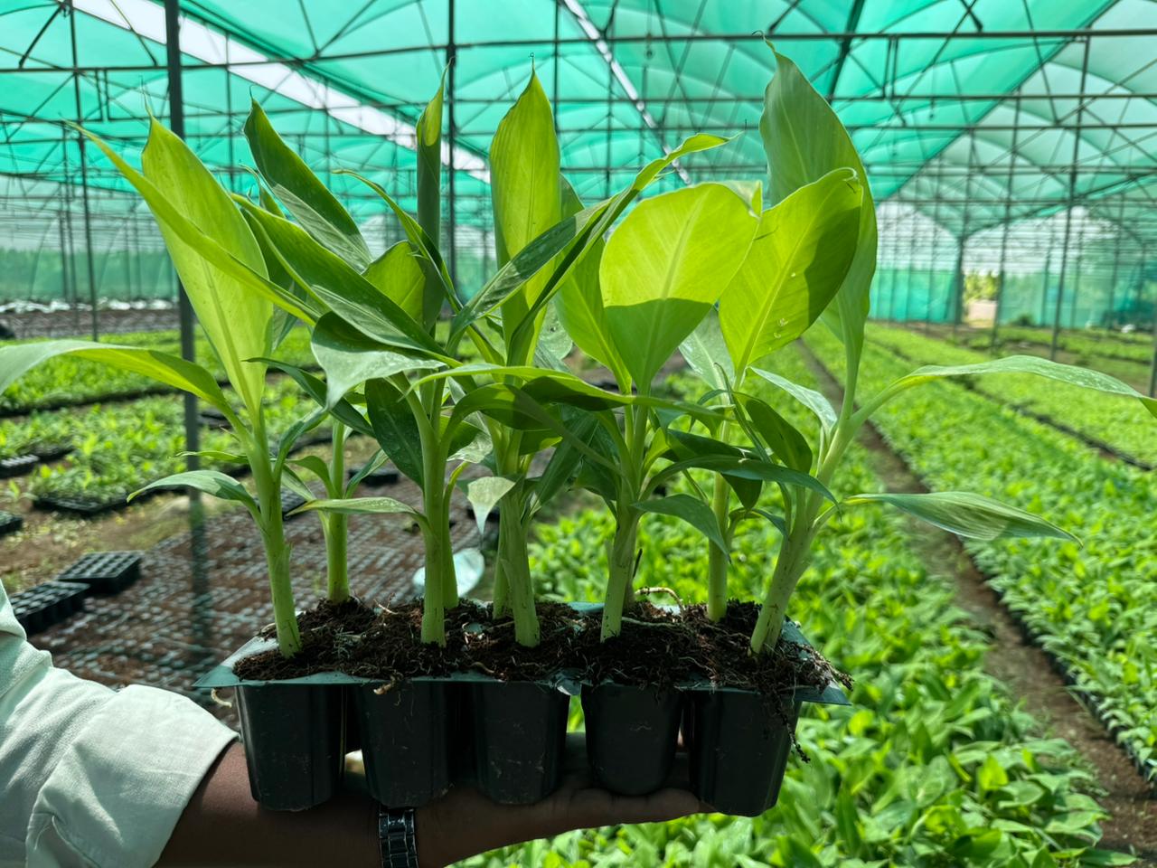 Banana Plants