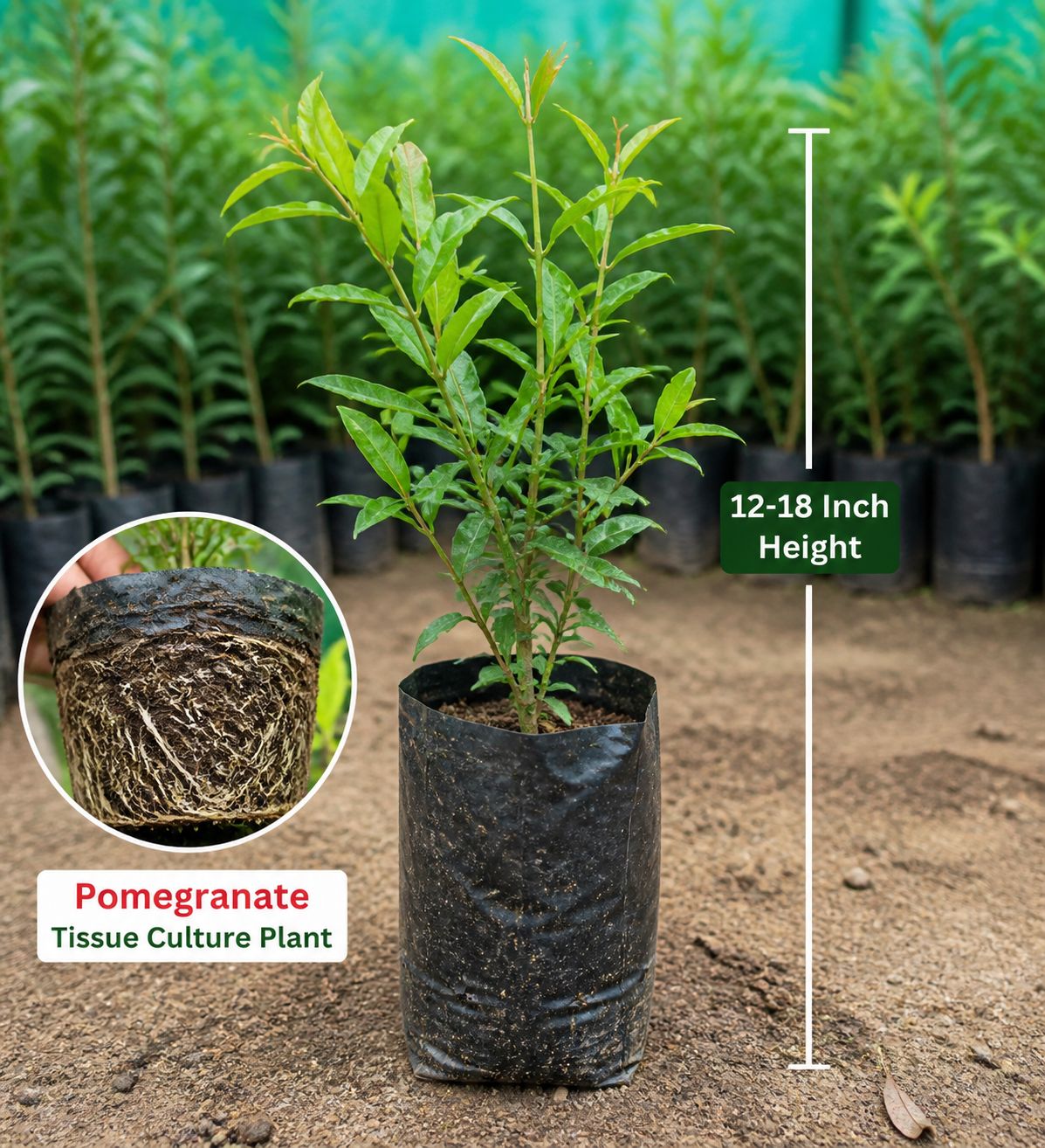 Pomegranate Plants